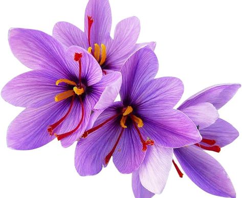 Crocus Sativus, Saffron Crocus, Saffron Spice, Saffron Flower, Orchid Seeds, Crocus Bulbs, Lotus Flower Art, Crocus Flower, Perennial Shrubs