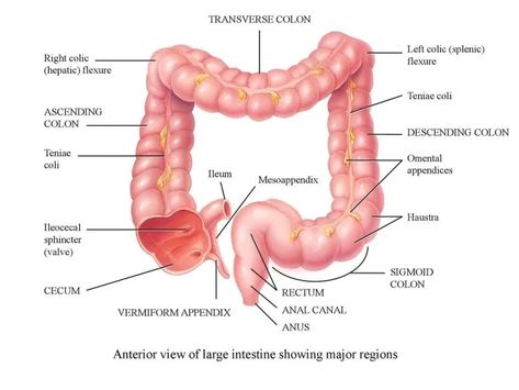 Large intestine structure, function, Motility and Development of the digestive system Intestines Anatomy, Enteric Nervous System, Large Bowel, Nursing Diagnosis, Nursing Care Plan, The Digestive System, Autonomic Nervous System, Large Intestine, Nursing Study