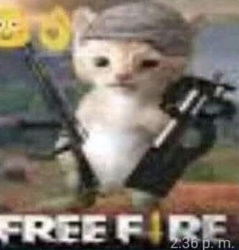 Free Fire, A Cat