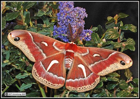 Ceanothus Silk Moth, Red Moth, Moth Cocoon, Silk Moth, California Lilac, Large Moth, Colorful Moths, Butterfly Quilt, Moth Tattoo