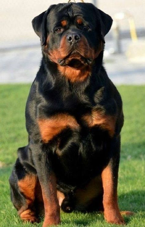 Rottweiler Dogs, German Rottweiler, Rottweiler Funny, Rottweiler Love, Rottweiler Lovers, Welsh Terrier, Rottweiler Puppies, Rottweiler Dog, West Highland Terrier