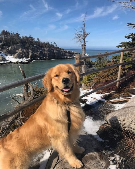 Aesthetic Golden Retriever Puppy, Golden Retiver Dog, Canadian Golden Retriever, Golden Retrievers Aesthetic, Golden Retriever Friend, Golden Retriever Puppy Aesthetic, Brown Golden Retriever, Fluffy Golden Retriever, Golden Retriever Aesthetic