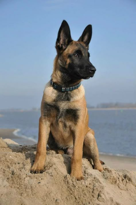 Berger Belge Malinois Malinois Shepherd, Puppies German Shepherd, Berger Malinois, Belgian Malinois Puppies, Belgium Malinois, Malinois Puppies, Ideas For Dogs, Belgian Malinois Dog, Gsd Puppy