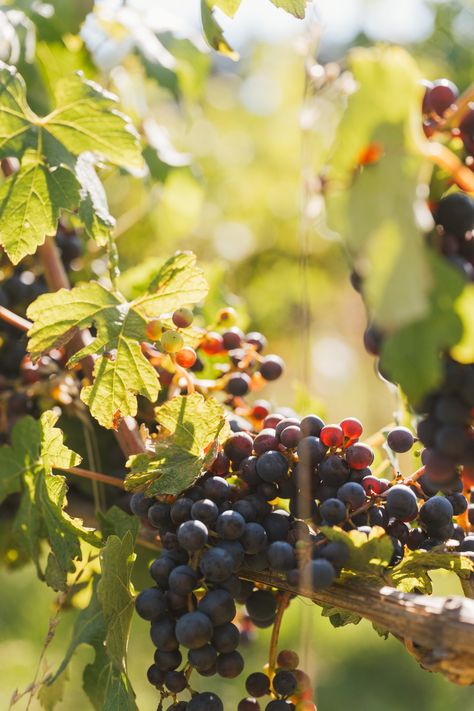 Crisp air, autumn colors, cozy vibes—fall in the Cowichan Valley is pure magic! 🌾🍇 Harvest season is the perfect time to join us on a wine tour. What’s your favorite thing about fall? 🍂👇 Tag a friend who needs a vineyard getaway! #vancouverislandbc #takemoreadventures #winery #WineTour #explorebc Cowichan Valley, Crisp Air, Harvest Season, Cozy Vibes, Wine Tour, Autumn Colors, Vancouver Island, Tag A Friend, Fall Colors