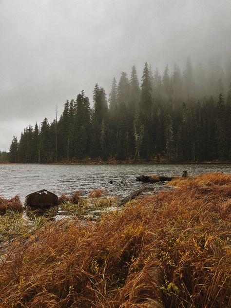 Nature, Pnw Autumn Aesthetic, Pnw Fall Aesthetic, Pnw Gothic Aesthetic, Maine Woods Aesthetic, Pacific Northwest Fall, Fall Nostalgia Aesthetic, Cold Fall Aesthetic, Oregon Fall Aesthetic