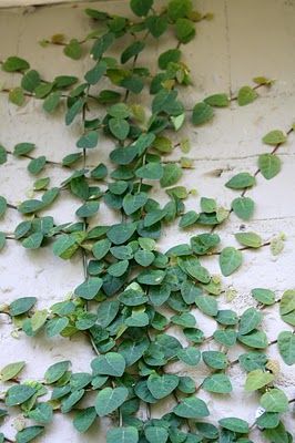 Creeping Fig Vine. Might be good outside the kitchen splash back window for greenery. Or boston ivy? Creeping Fig Vine, Fig Vine, Wall Climbing Plants, Creeping Vines, Creeping Fig, Ficus Pumila, Plant Hanging, Garden Growing, Plants Ideas