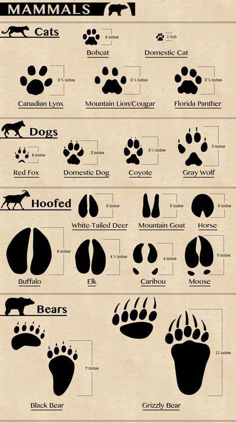 Rare Wild Animals, Animal Tracks Printable Free, Tracking Animals, Animals Tracks, Animal Infographic, Deer Tracks, Bear Tracks, North American Animals, Animal Footprints