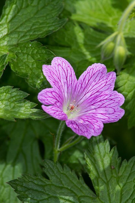 Common Mallow Common Mallow, British Wildflowers, Leila Duly, Mallow Flower, The Secret World, Victorian Flowers, Flower Gardens, Zen Art, Real Flowers