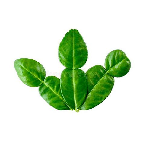 Kaffir Lime Leaves Kaffir Lime Leaves Recipes, Thai Soups, Asian Store, Lime Leaves, Thai Soup, Kaffir Lime Leaves, Thai Cooking, Lime Tree, Kaffir Lime