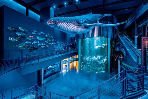 Amazing Fish Tanks, Interactive Kiosks, Fish Mounts, Public Aquarium, Stills Photography, Tracker Boats, Animal Learning, Alevel Art, Shark Diving