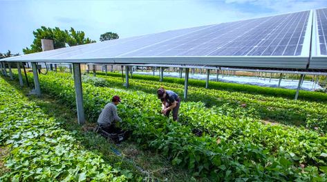 Largest Farm to Grow Crops Under Solar Panels Proves to Be a Bumper Crop for Agrivoltaic Land Use Types Of Renewable Energy, Solar Farm, The University Of Arizona, Farm Photo, Land Use, Farm Design, Eco Living, Solar Garden, Sustainable Energy