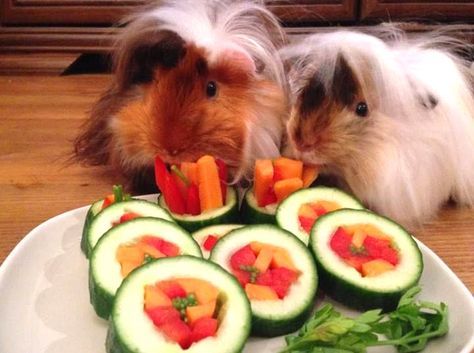 DIY Guinea Pig Sushi - petdiys.com Diy Guinea Pig Toys, Guinea Pig Treats, Pig Treats, Guinea Pig Diy, Guinea Pig Food, Pigs Eating, Baby Guinea Pigs, Pig Food, Pet Guinea Pigs