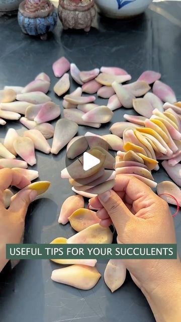 Succulents Decoration Ideas, Wedding Flowers Succulents, How To Make A Succulent Garden, Starting Succulents From Leaves, Propagating Succulents From Cuttings, Succulent Propagation How To, Succulent Cuttings Propagation, Succulents Nursery, Succulent Planter Ideas