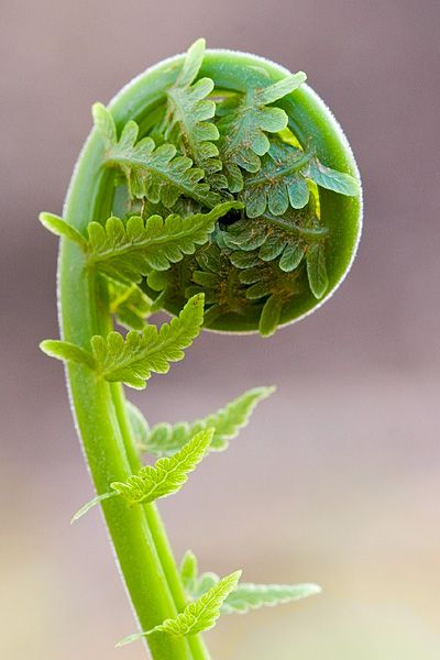 Ostrich Fern...so unique... loves shade Spirals In Nature, Fiddlehead Ferns, Fern Frond, Healthy Advice, Patterns In Nature, Shade Garden, Cool Plants, Plant Life, Botany