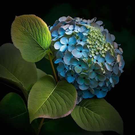 Hydrangea Photography, Blue Hortensia, Hydrangea Petals, Hydrangea Painting, Watercolor Art Lessons, Hydrangea Flower, Blue Hydrangea, Sugar Flowers, Beautiful Blooms