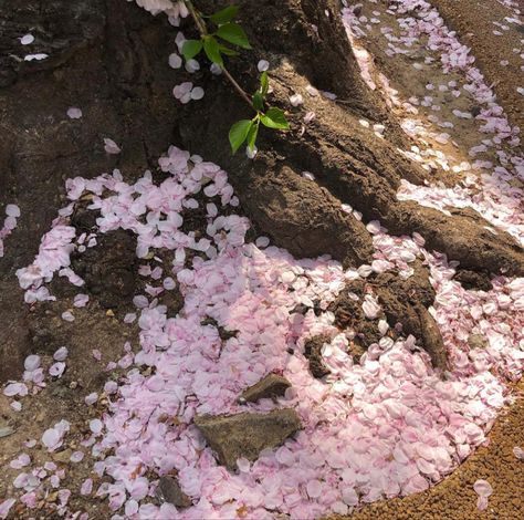 School Love Story, High School Love Story, High School Love, All The Bright Places, School Love, Sakura Tree, Spring Aesthetic, Aesthetic Photo, Pink Aesthetic