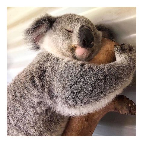 Babo Family, today we are celebrating #WorldWildlifeDay.🐨 At Babo we are committed to the future of our wildlife by sourcing the most natural ingredients in the safest way.💚 Babo Botanical's Eucalyptus is harvested by a farm in Australia, that supports the wildlife by creating a sanctuary for Koalas. #EcoFriendly Visit the 🔗 to learn more about how Babo supports wildlife!#BaboLove ⁠📸: @koala.of.insta⁠ Koala Meme, Funny Koala, Zoo Babies, Baby Koala, Caption This, Australian Animals, Baby Animals Funny, Appaloosa, Quarter Horse