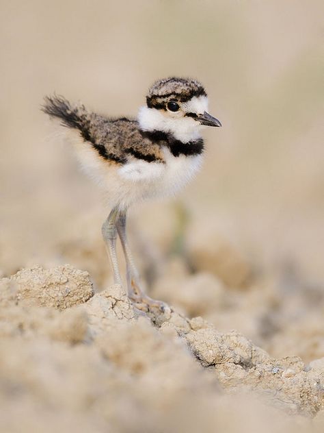 Killdeer chick... almost stepped on some baby kildeers once walking through a field. If it weren't for the parent bird's broken wing act, I just might have. Bird Chirping, Killdeer Bird, Kill Deer Bird, Bird Watcher, Shorebirds, Tropical Birds, Sea Birds, All Birds, Bird Pictures