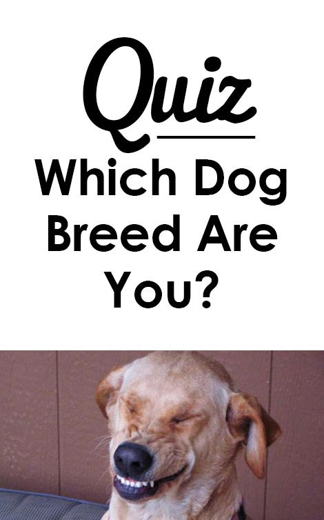 Quiz: Which dog breed are you?   I got golden retriever!  http://iheartdogs.com/quiz-which-dog-breed-are-you/ Humour, Pretty Dog Breeds, Dog Quizzes, Pomeranian Poodle, Cute Dog Breeds, Dog Breeding, French Poodle, Pitt Bull, Dogs Funny