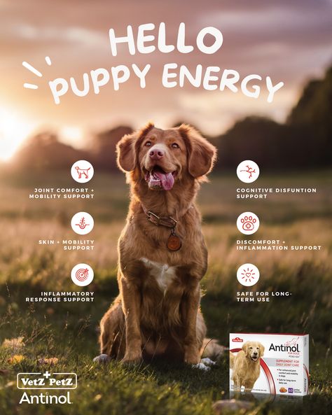 Pet Advertising, Social Media Campaign Design, Pet Food Packaging, Dog Marketing, Puppy Dog Pictures, Pet Branding, 잡지 레이아웃, Dog Business, Desain Editorial