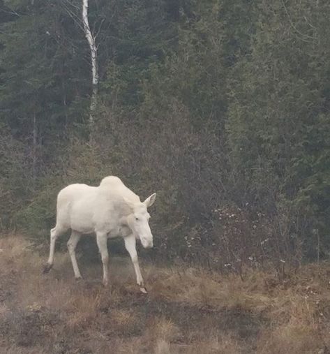 Moose Aesthetic, Albino Moose, White Moose, Southern Usa, Usa States, Forest Creatures, Forest Animals, For Real, Moose