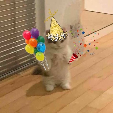 Cursed Happy Birthday Images, Happy Bday Funny, Happy Birthday Pfp, Happy Birthday Reaction Pic, Birthday Cat Meme, Birthday Reaction Pic, Hbd Happy Birthday, Birthday Pfp, Cat Bday