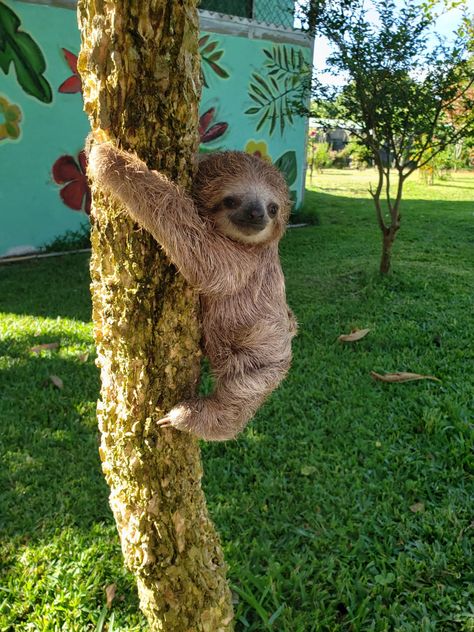 Aesthetic Sloth Pictures, Sloths Aesthetic, Sloth Aesthetic, Baby Sloth Pictures, Sloth Quilt, Sloth Wallpaper, Sloths Cute, Cute Sloth Pictures, Sloth Facts