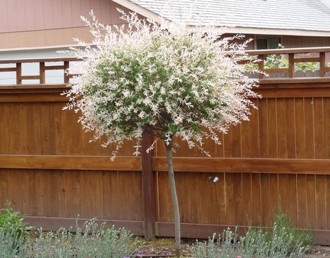 How to Prune a Dappled Willow: 11 Steps (with Pictures) - wikiHow Dappled Willow Tree, Weeping Cherry Tree, Dappled Willow, Potted Trees, Tree Free, Willow Tree, Garden Trees, Garden Soil, Large Plants