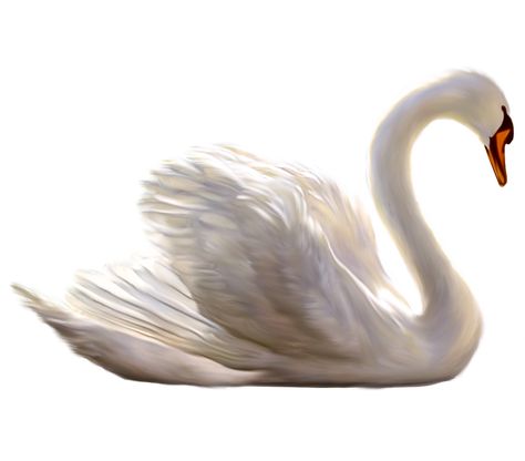 Swans, Designer Clothing, Birds, For Women, Animals, Art