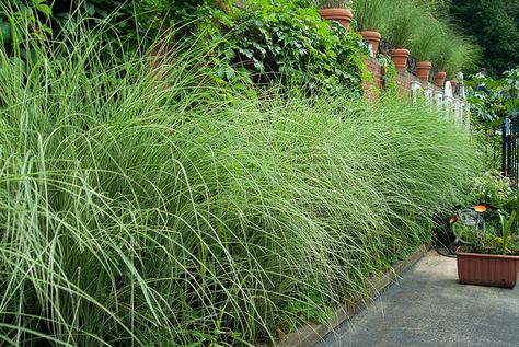 10 Ornamental Grasses For Texture & Contrast In The Landscape Deer Resistant Garden, Texture Contrast, Grasses Landscaping, Ornamental Grasses, The Goal, Grasses, The Landscape, Garden Plants, Landscaping