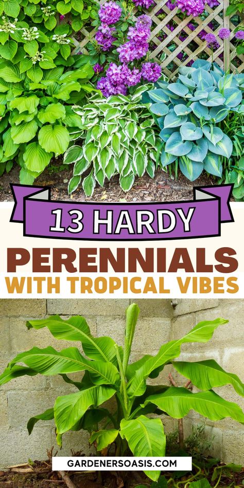 Tropical Looking Plants: 13 Hardy Perennials & Shrubs That Look Tropical Hibiscus Garden Landscaping, Tropical Garden Aesthetic, Tropical Flower Bed, Tropical Plants Outdoor Zone 7, Hardy Tropical Landscaping, Hardy Hibiscus Landscaping, Tropical Shade Plants Florida, Tropical Plants Outdoor, Tropical Backyard Ideas