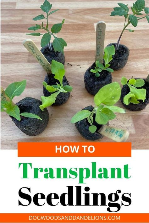 Transplanting seedlings can seem difficult. It can be scary to move a little seedling into a bigger container. These tips will help you transplant seedlings like a pro. #dogwoodsanddandelions #vegetablegarden #backyardgardening #beginninggardener Seed Starting Containers, Growing Tomatoes In Containers, Starting Seeds Indoors, Herbs Indoors, Gardening Advice, Growing Tomatoes, Seed Starting, Edible Garden, Autumn Garden