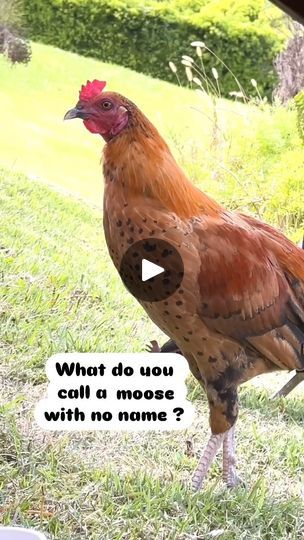 Chicken Quotes, Chickens Backyard, Dad Jokes, Rooster, Funny Gif, Audio, Chicken, Humor, Songs