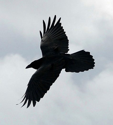 Raven in flight. Ravens In Flight, Raven Astethic, Ravens Aesthetic, Raven In Flight, Raven Aesthetic, Raven Flying, Raven And Wolf, Quoth The Raven, Raven Bird