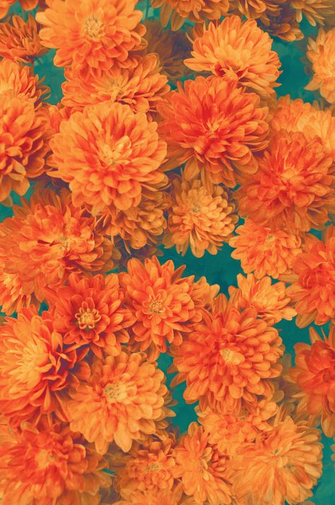 Vintage Patterns : Photo Wallpaper Estetika, Tumblr Backgrounds, Rainbow Aesthetic, Orange Walls, Orange Aesthetic, Picture Collage Wall, Orange Wallpaper, Trendy Flowers, Photo Wall Collage