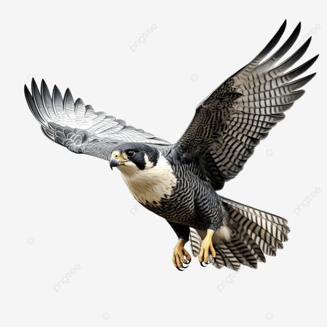 flying peregrine falcon bird flying peregrine falcon bird animel transparent png Falcon Bird, Bird Flying, Peregrine Falcon, Transparent Image, Peregrine, Png Transparent, Transparent Png, Png Image, Free Download