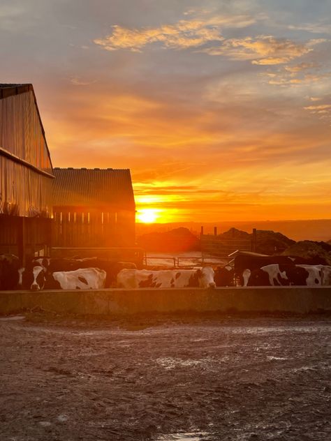 Dairy cows in the british countryside at sunset, cottage core Farming Aesthetic, Young Farmers, Country Boy, Dairy Farm, British Countryside, Dairy Cows, Dairy Farms, Iron Fist, Farm Girl