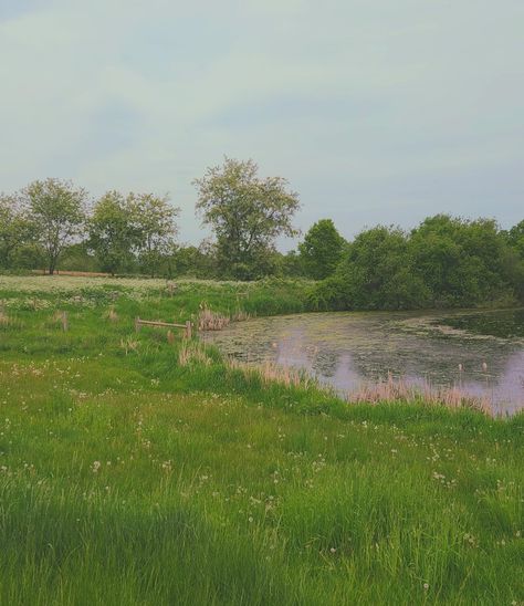 Nature, Forest Grass Nature, Green Meadow Aesthetic, Grassy Field Aesthetic, Grass Field Aesthetic, Reading Imagination, Dreamer Aesthetic, Meadow Aesthetic, Pond Aesthetic