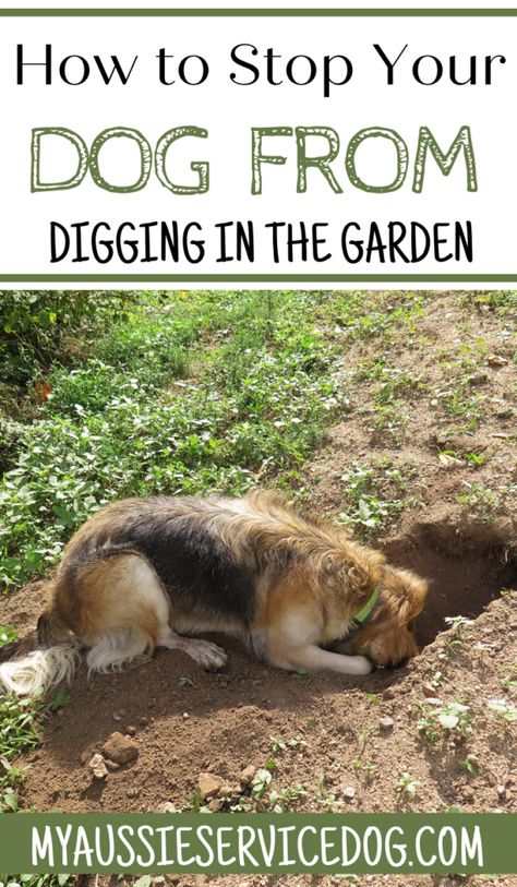 Dogs love to dig! This can be a problem for many homeowners, especially if they have flower beds or garden areas. There are ways to stop your dog from digging. #doglovers #stopyourdogfromdigging #diggingdogs How To Keep A Dog From Digging, How To Keep Dogs From Digging, Keeping Dogs Out Of Flower Beds, Dog Proof Flower Bed Ideas, How To Keep Dogs Out Of Flower Beds, Dog Digging Area, Keep Dogs Out Of Garden, Stop Dogs From Digging, Dog Digging