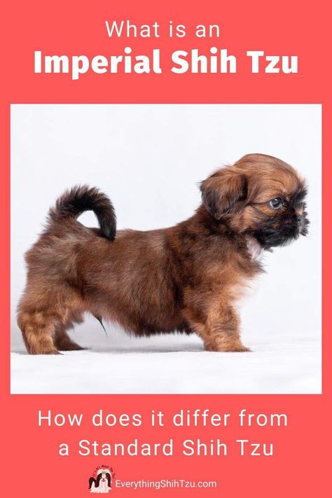 Imperial Shih Tzu when full grown are smaller than a standard Shih Tzu dog. Both are cute small dogs that don't shed. Here you'll find all there is to know about this toy breed. #shihtzu #everythingshihtzu #smalldogs #imperialshihtzu #tinydog Shitzu Dogs Haircuts, Toy Shih Tzu, Shih Tzu Puppy Training, Miniature Shih Tzu, Brown Shih Tzu, Cutest Small Dog Breeds, Shih Tzu For Sale, Best Small Dog Breeds, Imperial Shih Tzu