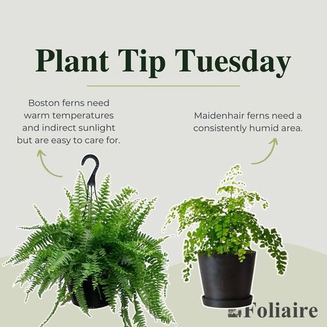 Boston Fern Indoor, Potted Ferns, Ferns Care, Cat Safe Plants, Indoor Planting, Types Of Ferns, Interior Design Plants, Maidenhair Fern, Plant Care Tips