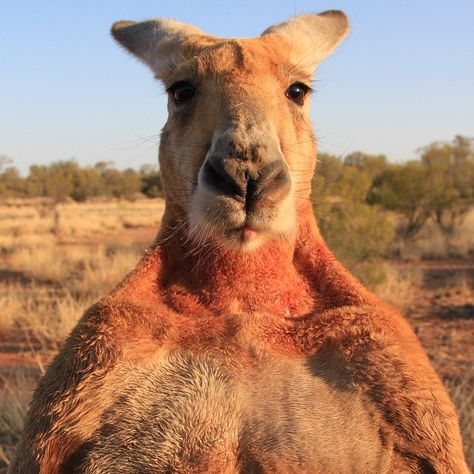 Male red kangaroos can stand 6 feet tall and weigh almost 200 pounds. That’s almost the same size as prizefighter Muhammad Ali! "The Kangaroo King" is on Nat Geo WILD tonight at 10/9c. #DestinationWild (Photo credit: WildBear Entertainment Pty Lt) Nat Geo Wild, Red Kangaroo, 200 Pounds, Nat Geo, Natural Branding, Australian Animals, Muhammad Ali, Art Sketchbook, Bmx