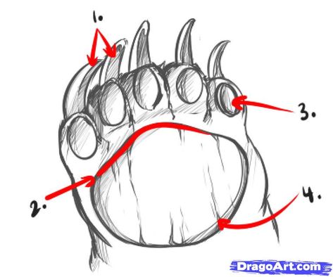 how to draw bears step 5 Bear Vtuber, Paw Anatomy, Anthro Anatomy, How To Draw Bears, How To Draw Bear, Mammal Drawing, Bear Anatomy, Draw Bear, Bear Character Design