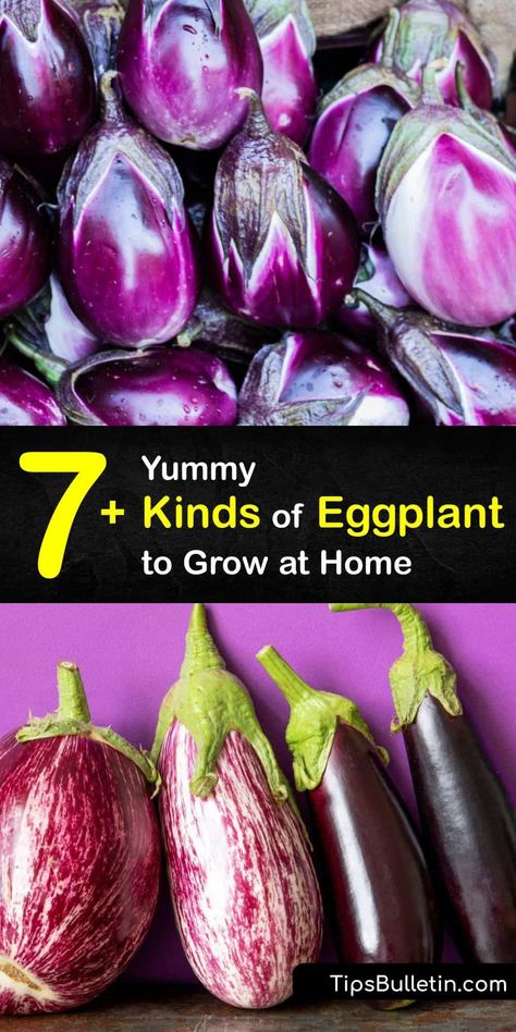 Rosa Bianca Eggplant Recipes, Eggplant Indian, Indian Eggplant Recipes, Indian Eggplant, Manure Tea, Home Types, Italian Eggplant, Eggplant Plant, Veggies Garden