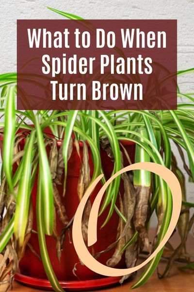 Plant Leaves Turning Brown, Spider Plant Care, Spider Plant Babies, Ribbon Plant, Brown Tips, Tattoo Plant, Household Plants, Black Tips, Plant Care Houseplant