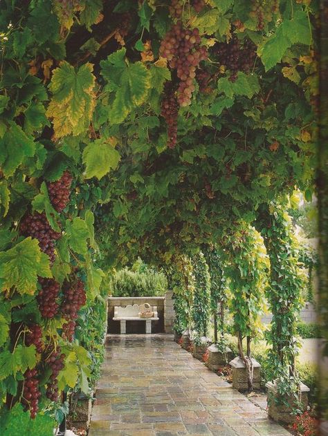 Grape Vines In Backyard, Grape Arbor Ideas, Grape Arbors, Grape Vine Decor, Grape Garden, Tree Garden Design, Vine Decor, Wine Vine, Grape Tree