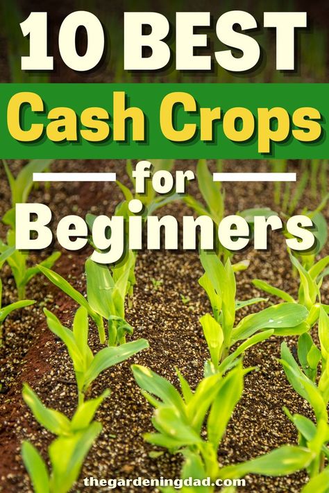 Crows, Ohio, Cash Crops, Cash Crop, Make Money, To Grow, How To Make Money, The 10, Money