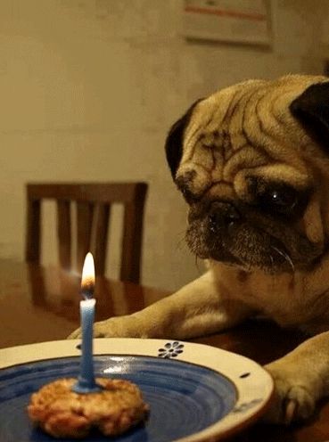 via GIPHY Birthday Pug, A Pug, Pug Puppies, Cute Pugs, Pug Lover, Pug Love, Pug Life, Pug Dog, Funny Animal Pictures