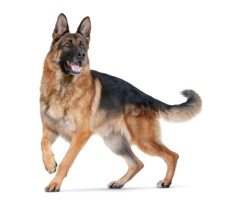 Dog Reference Poses, Dog Reference Photo, Dog Poses Reference, Tex Tattoo, Shiloh Shepherd Dog, Dog Reference, German Sheperd Dogs, Dog German Shepherd, Puppy Images