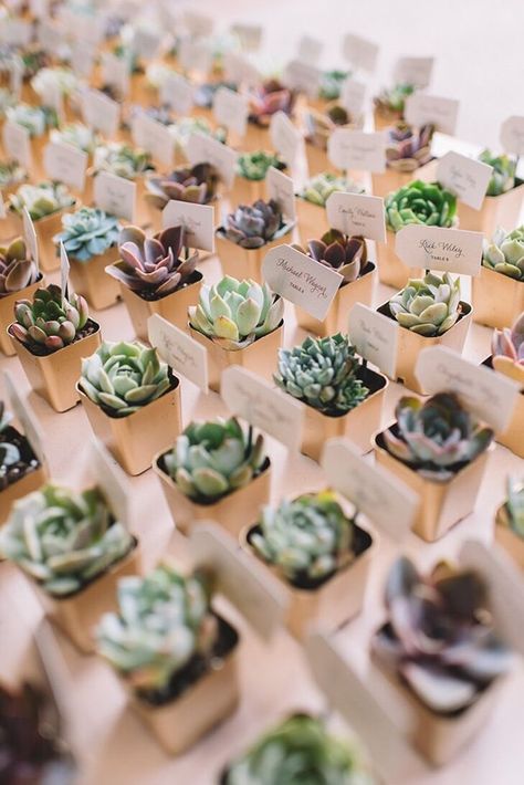 Simple Wedding Favors, Trendy Wedding Favors, Succulent Wedding Favors, Succulent Favors, Best Wedding Favors, Wedding Favors Cheap, Rustic Wedding Favors, Succulent Wedding, Wedding Gifts For Guests